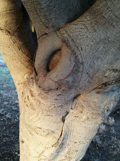 Ficus sp. (Moraceae)